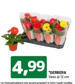 DPiù Gerbera offerta