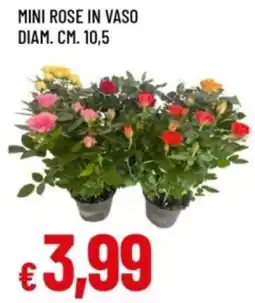 Famila Mini rose in vaso offerta