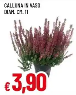 Famila Calluna in vaso offerta