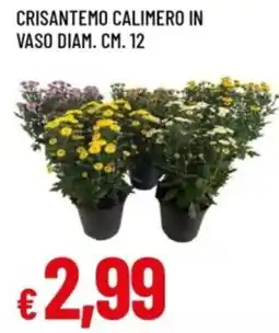 Famila Crisantemo calimero offerta