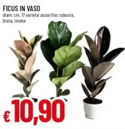 Famila Ficus in vaso offerta