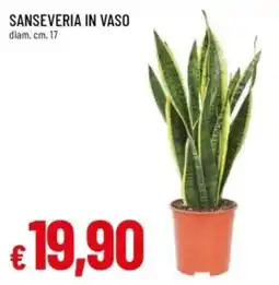 Famila Sanseveria in vaso offerta