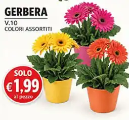 Maxi Coal Gerbera offerta