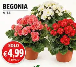 Maxi Coal Begonia offerta