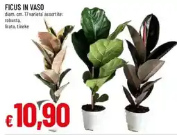 Galassia superstore Ficus in vaso offerta