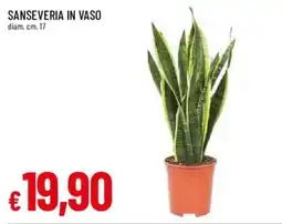 Galassia superstore Sanseveria in vaso offerta
