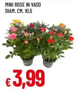 Galassia superstore Mini rose in vaso offerta