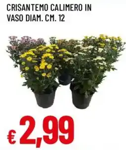 Galassia superstore Crisantemo calimero offerta