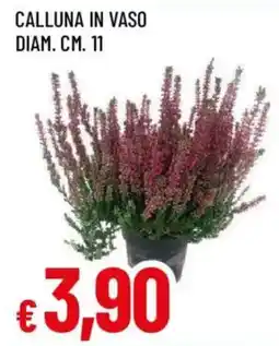 Galassia superstore Calluna in vaso offerta