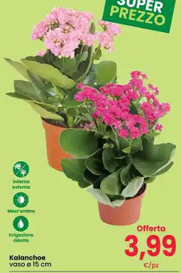 Interspar Kalanchoe offerta