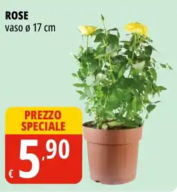 Tigros Rose offerta