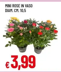 Famila MINI ROSE IN VASO offerta
