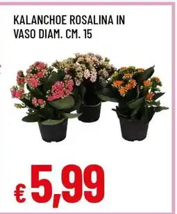 Famila Kalanchoe Rosalina offerta