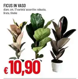 Famila Ficus in vaso offerta