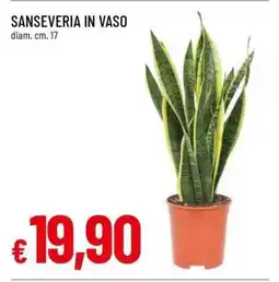 Famila SANSEVERIA IN VASO offerta