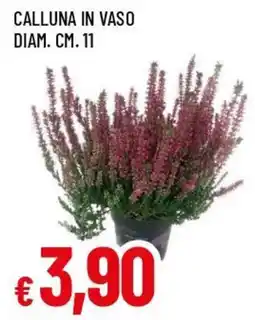 Famila Superstore Calluna in vaso offerta