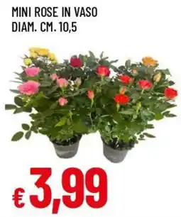 Famila Superstore Mini rose in vaso offerta