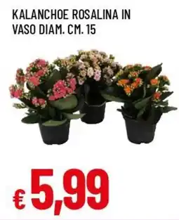 Famila Superstore Kalanchoe Rosalina offerta