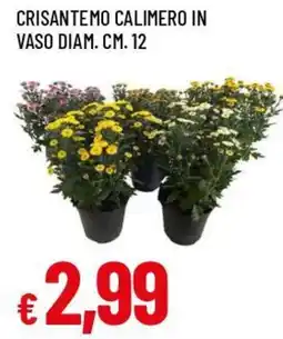 Famila Superstore Crisantemo calimero offerta