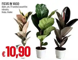 Famila Superstore Ficus in vaso offerta