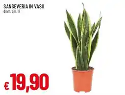 Famila Superstore Sanseveria in vaso offerta