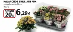 Coop Superstore Kalanchoe brilliant mix offerta