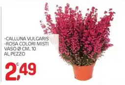 Carni e Affini Supermercati Calluna vulgaris rosa colori misti offerta