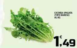 SpesaPiù Supermercati Cicoria spigata (tipo barese) offerta