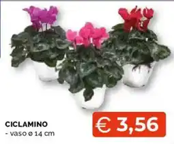 Mercatò Extra Ciclamino offerta