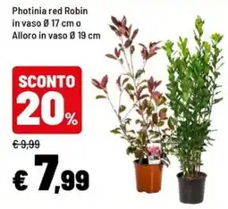 Iper La Grande Photinia red Robin o Alloro offerta