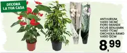 Interspar Anthurium Ficus Benjamin Orchidea Ramo offerta