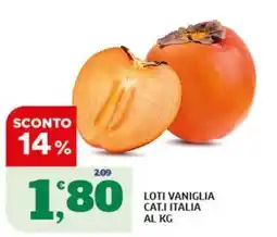 Sigma Loti vaniglia offerta
