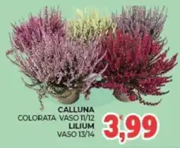 Eté Calluna colorata offerta