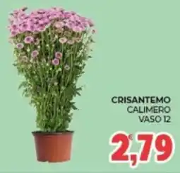 Eté Crisantemo Calimero offerta