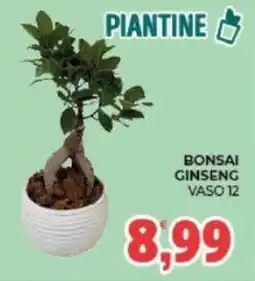 Eté Bonsai Ginseng offerta