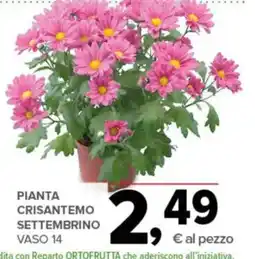 Todis Pianta crisantemo settembrino offerta