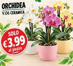 Superstore Coal Orchidea V.06 Ceramica offerta