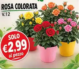 Coal Rosa colorata offerta