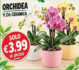 Coal Orchidea V.06 Ceramica offerta