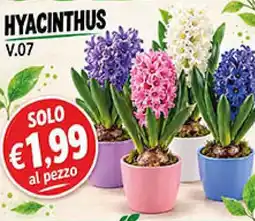 Coal Hyacinthus offerta