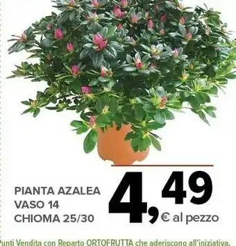 Todis Pianta azalea vaso offerta