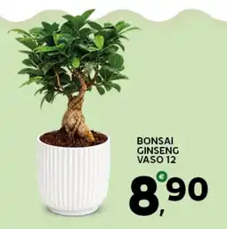 Extra Supermercati Bonsai Ginseng offerta