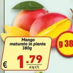 Ipercarni Mango maturato in pianta offerta