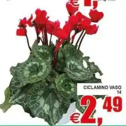 Pewex Ciclamino Vaso offerta