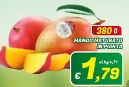 Idromarket Mango maturato in pianta offerta