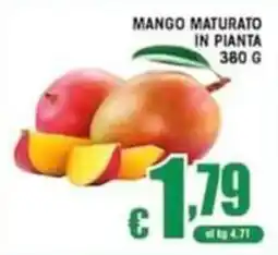 Sacoph Mango maturato in pianta offerta