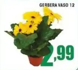 Sacoph Gerbera vaso offerta
