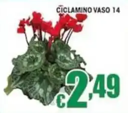 Sacoph Ciclamo in vaso offerta