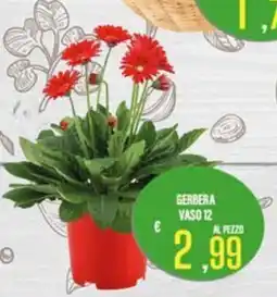 Supermercati EffePiù Gerbera offerta