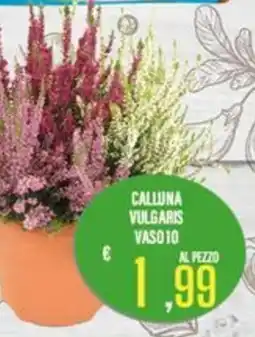 Supermercati EffePiù Calluna vulgaris vaso 10 offerta
